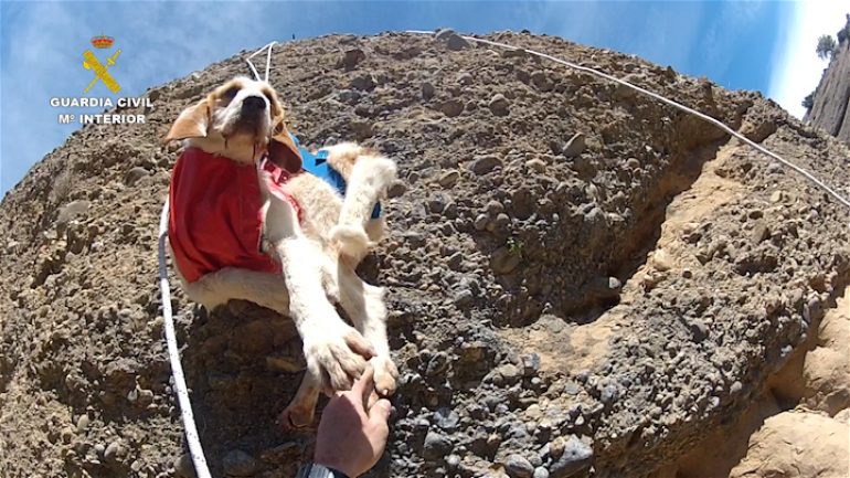 La Guardia Civil rescata a tres perros enriscados en la sierra de Guara