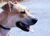 218 perros del Centro de recogida de animales ya disfrutan de una vida con sus nuevas familias desde comienzos de año