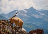 Esta tarde en Espacio Pirineos de Graus celebran San Francisco Javier