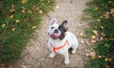 Las residencias para animales garantizan un cuidado integral a las mascotas del hogar