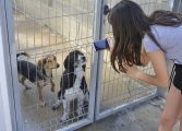 Ya son más de 200 los perros adoptados este año desde el centro de la DPH con más salidas internacionales