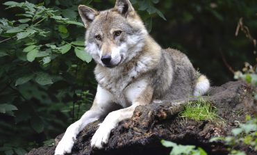 Sentencia del Tribunal de Justicia de la UE sobre la caza del lobo 