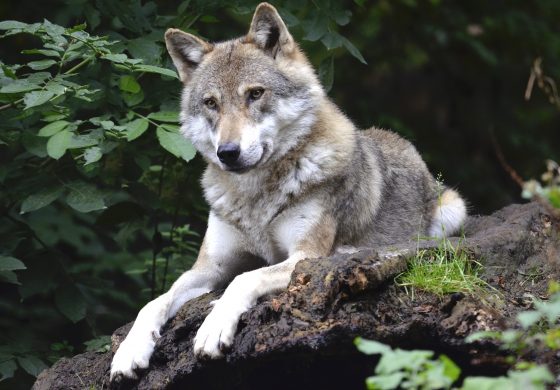 Sentencia del Tribunal de Justicia de la UE sobre la caza del lobo 