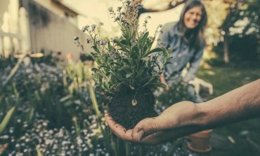 Servicios de jardinería general a domicilio en Lima, Perú