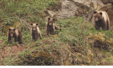 El levantamiento parcial del secreto del sumario por la muerte del oso Cachou confirma que murió envenenado