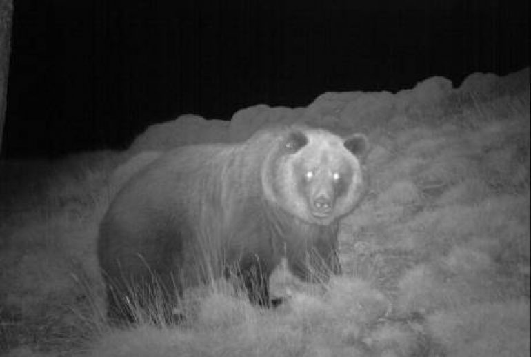 Reacciones de ONG españolas y francesas tras la muerte de Sarousse, Cachou y otro oso en Ariège