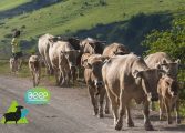 La DPH lidera un proyecto para impulsar la ganadería extensiva en Pirineo de Huesca y Lleida