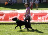 Más de 40 razas y más de 100 perros han protagonizado el IV Evento Canino celebrado hoy en Brotalia