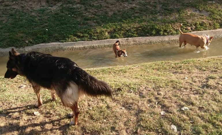 Ciudadanos plantea un horario para la suelta de perros por zonas de Huesca